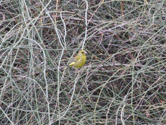 European Greenfinch - ML269924581