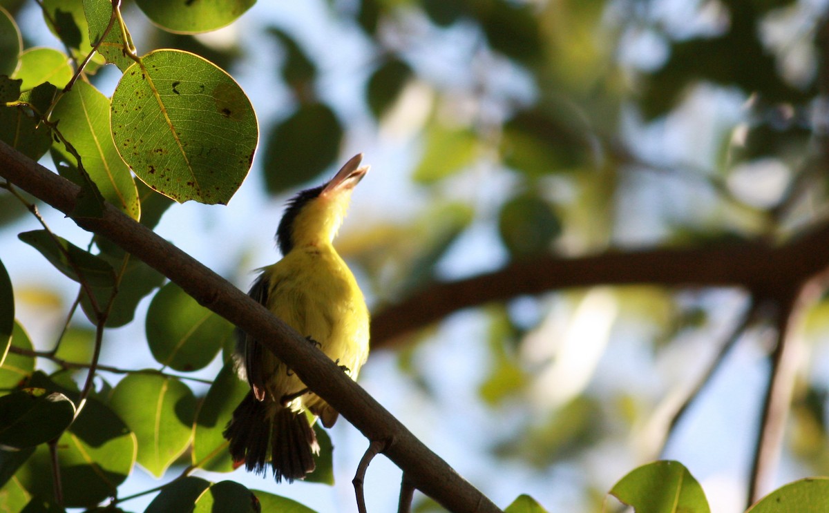 Common Tody-Flycatcher - ML26992461