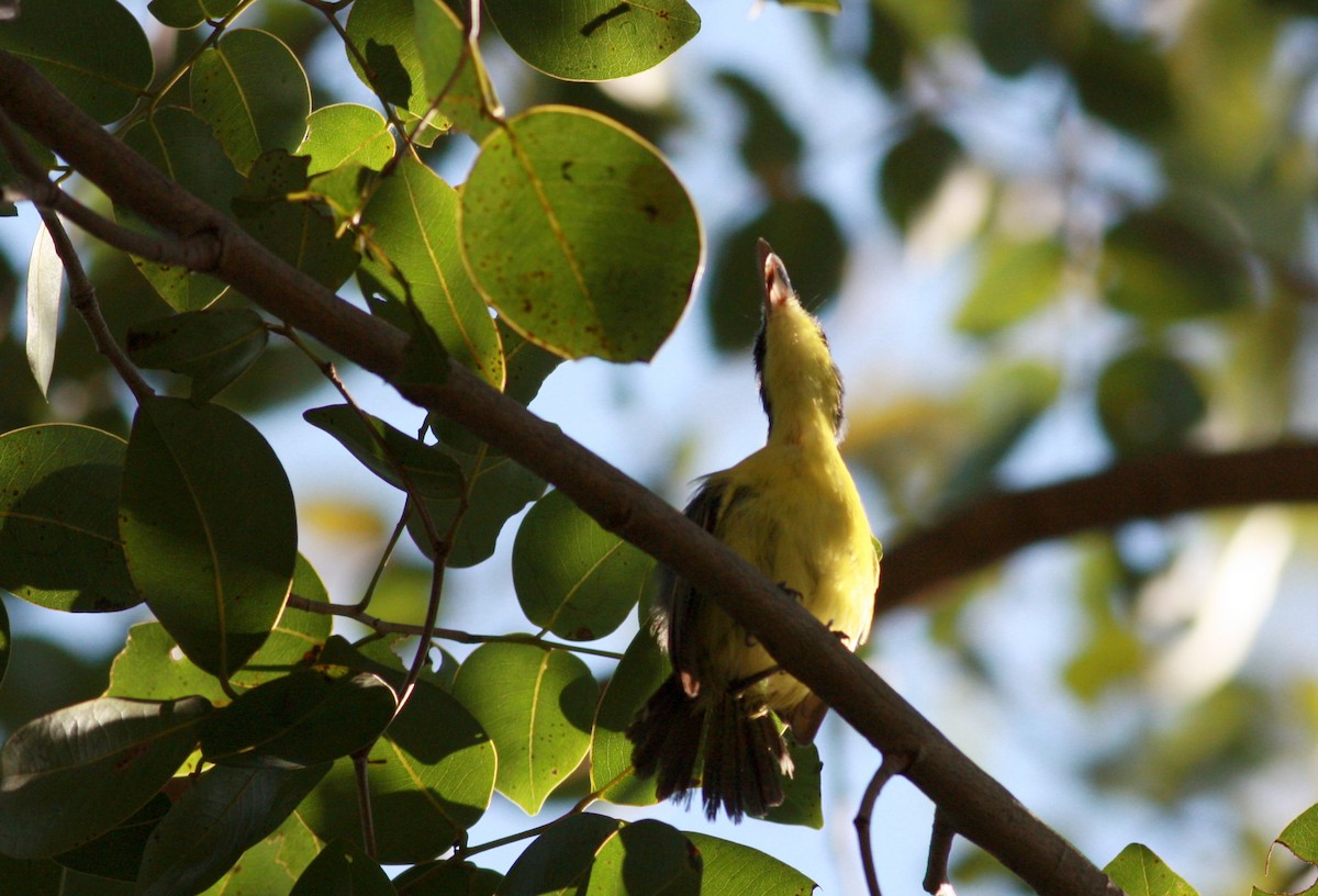 Common Tody-Flycatcher - ML26992471