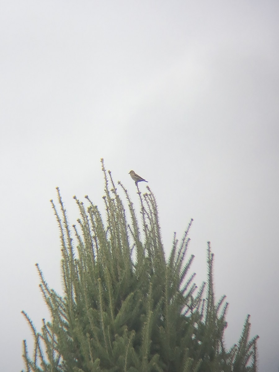 Pine Siskin - ML269924971