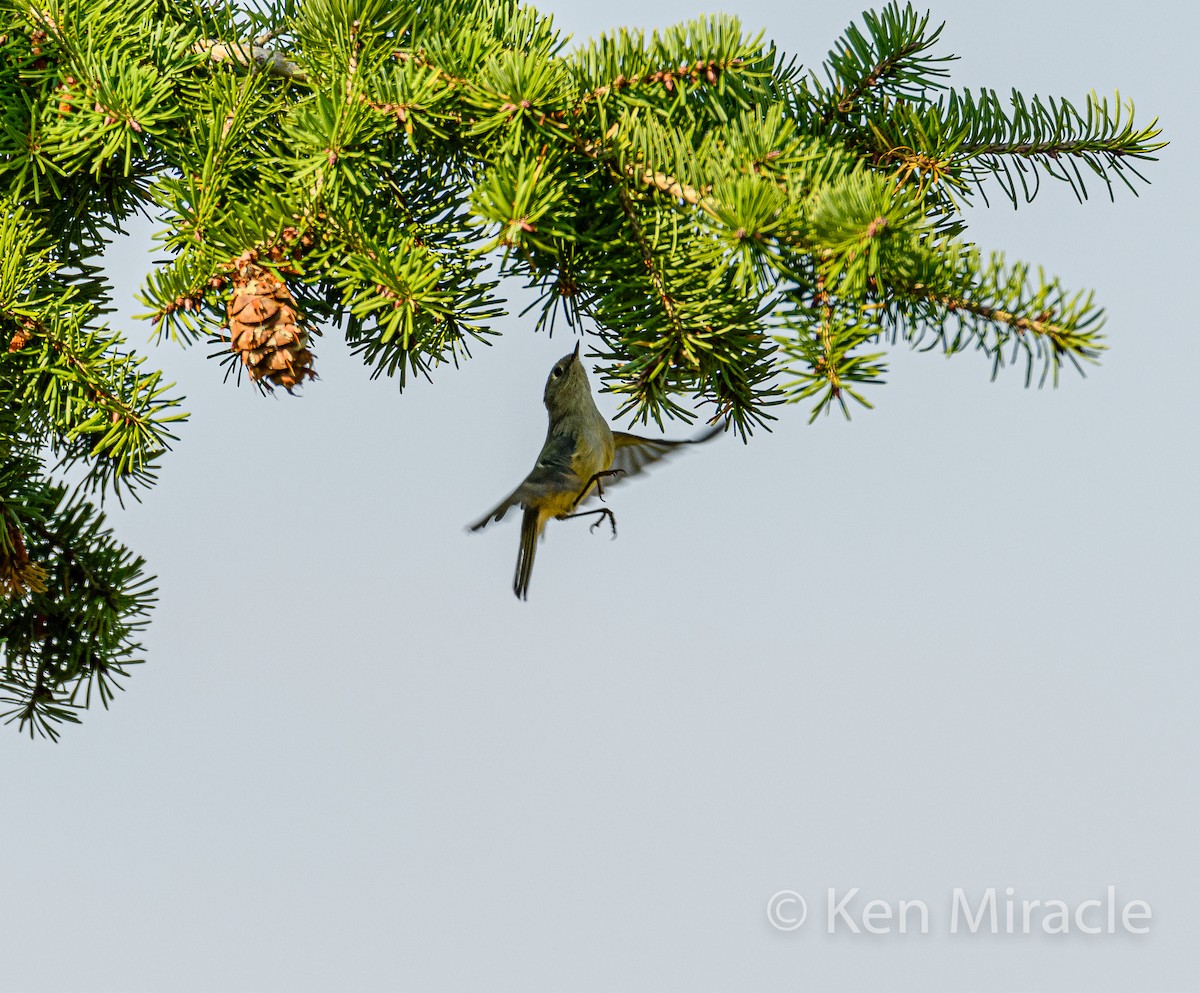 Ruby-crowned Kinglet - Ken Miracle