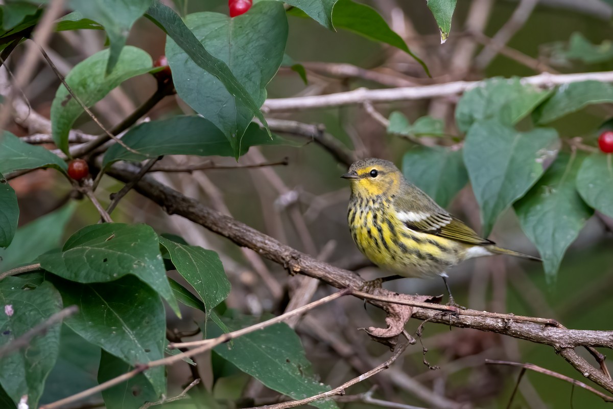 Cape May Warbler - ML269927121