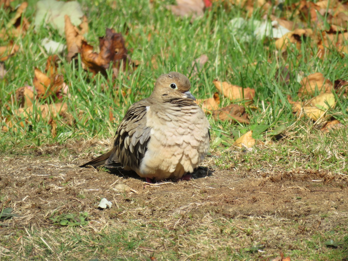 Mourning Dove - ML269927251