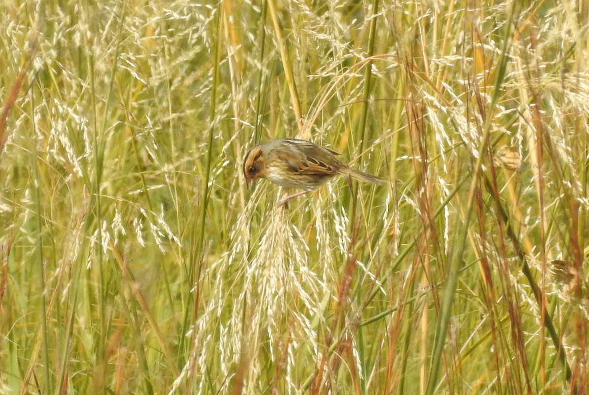 Nelson's Sparrow - ML269928291