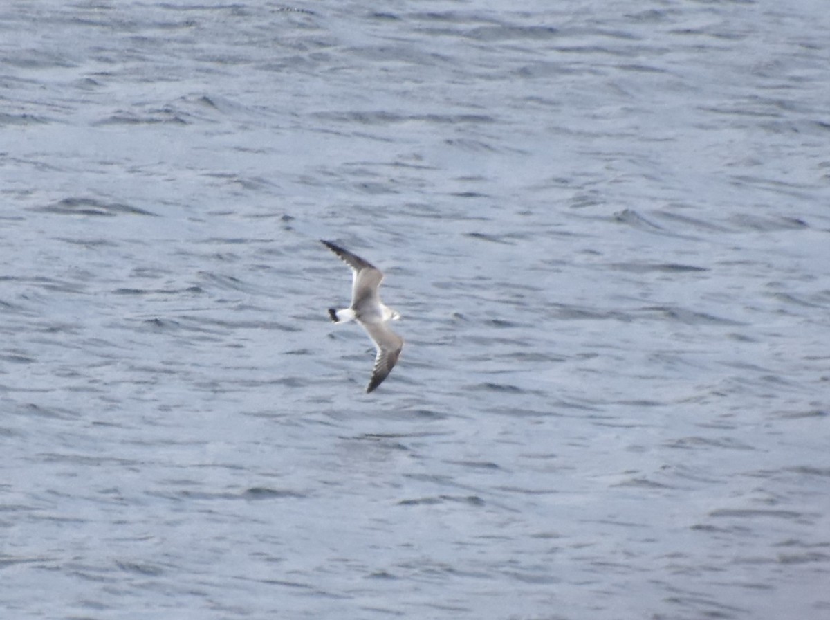 Franklin's Gull - ML269928301