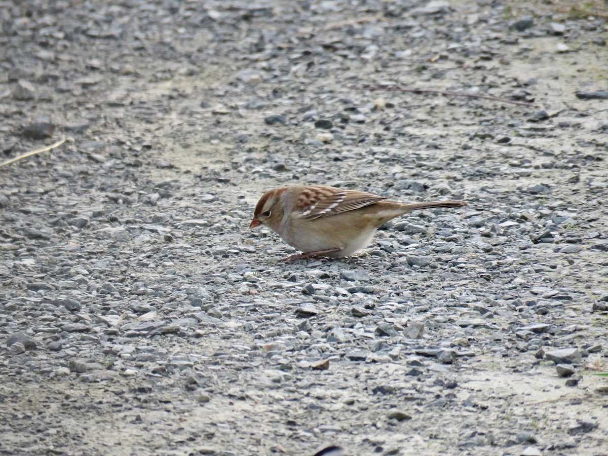 White-crowned Sparrow - ML269928381