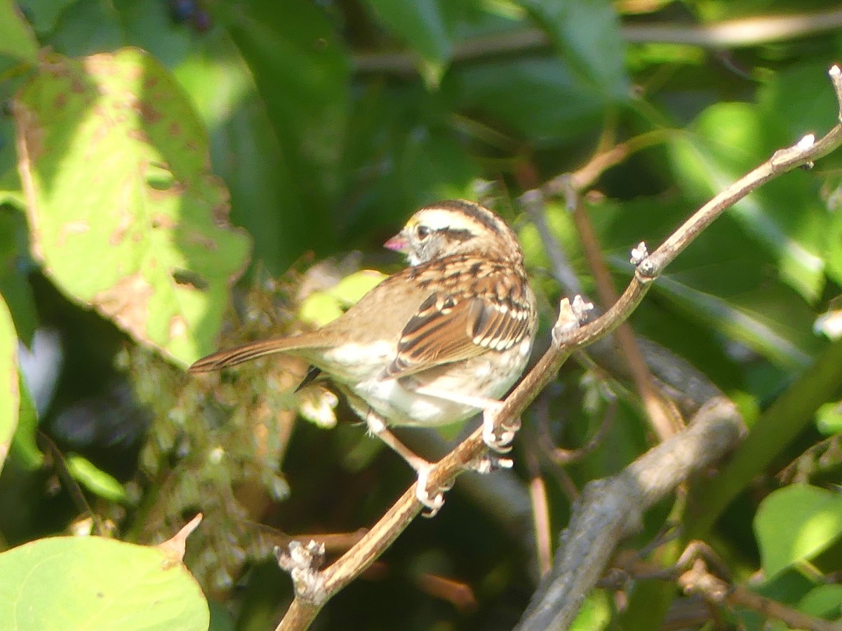 White-throated Sparrow - ML269928411