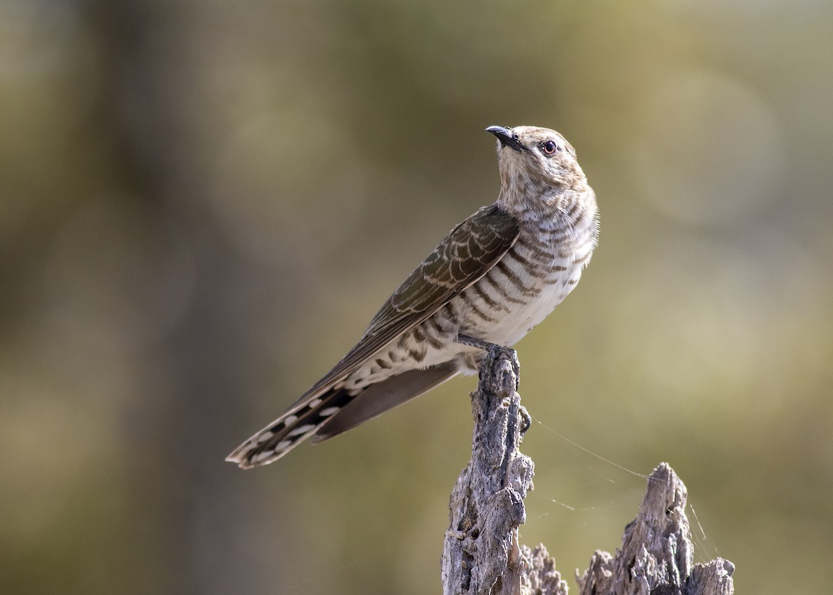 Horsfield's Bronze-Cuckoo - ML269928811