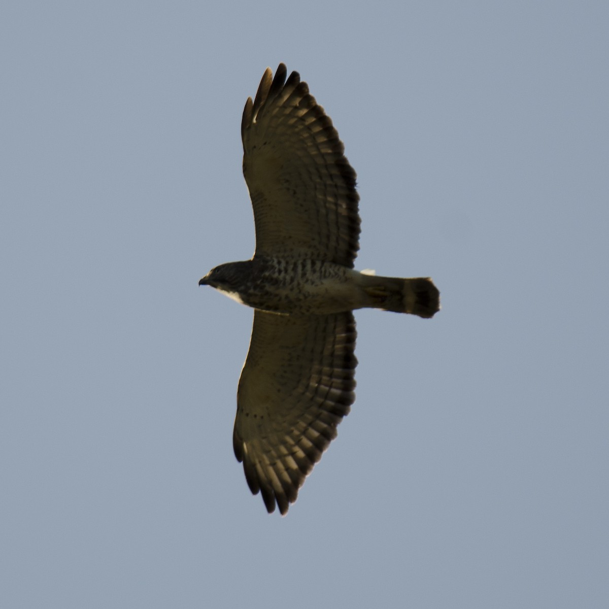 Broad-winged Hawk - ML26992891