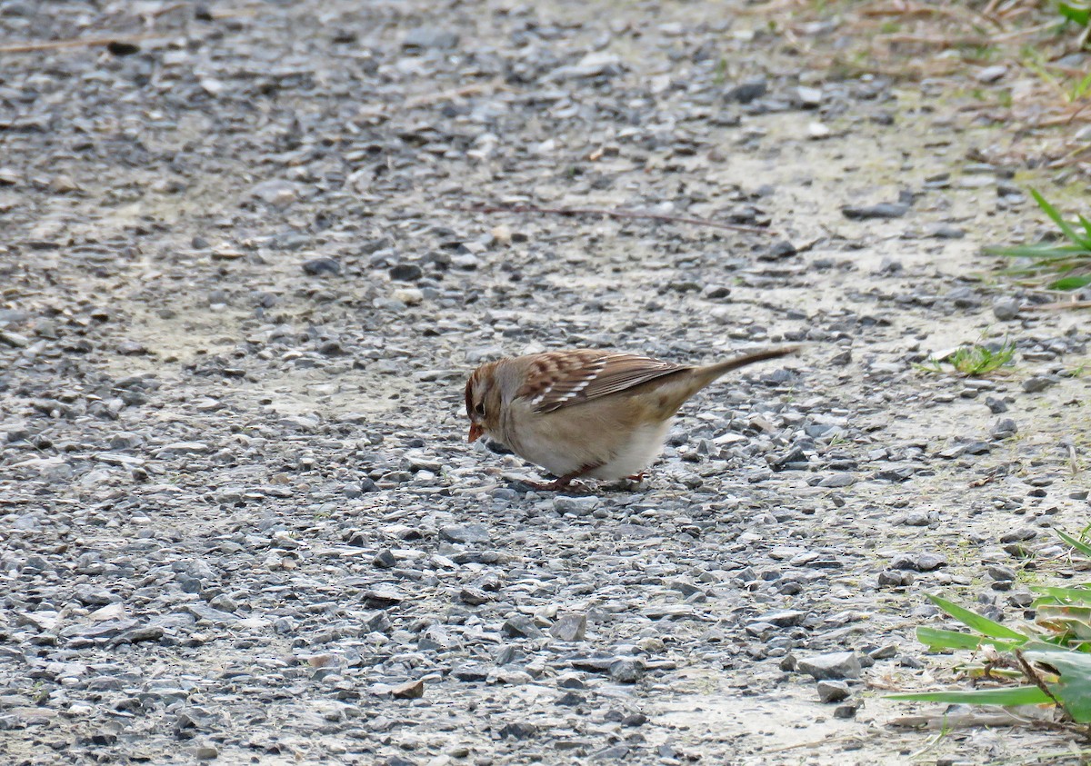 White-crowned Sparrow - ML269929081