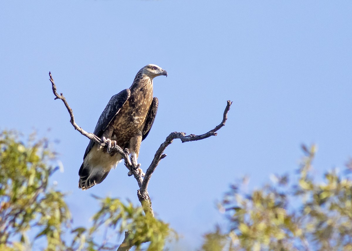 White-bellied Sea-Eagle - ML269929151