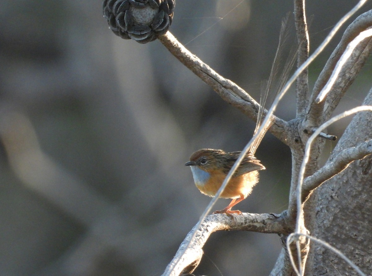 Southern Emuwren - Jack Morgan