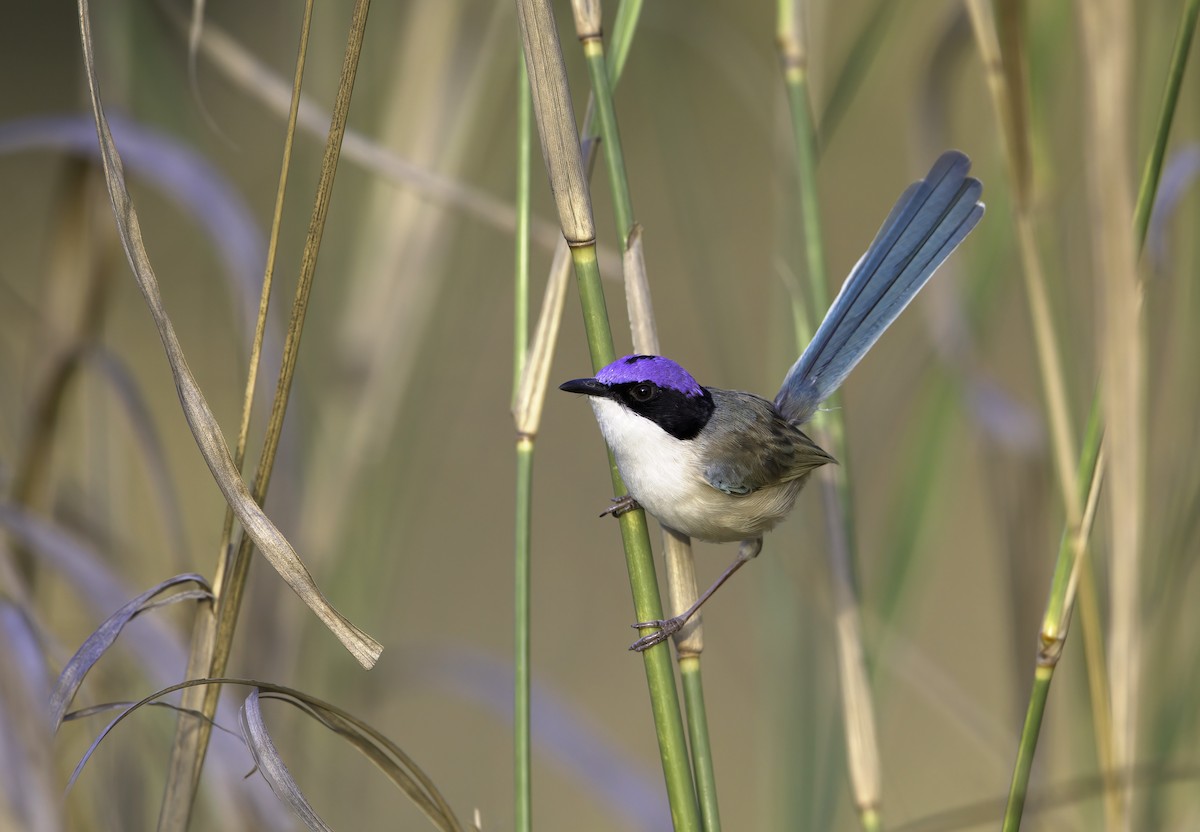 Purple-crowned Fairywren - ML269931761