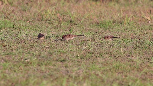 Long-tailed Ground Dove - ML269932541