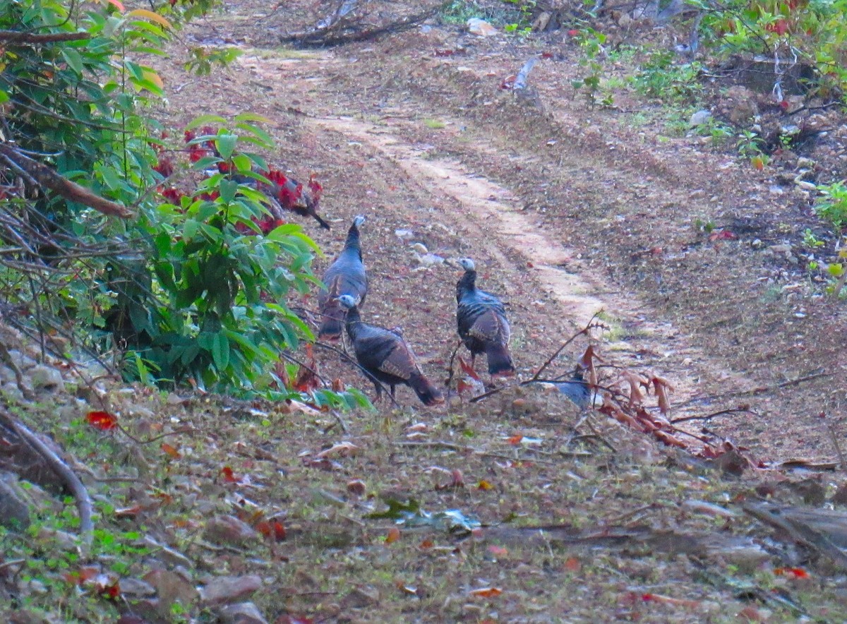 Wild Turkey - ML269936841