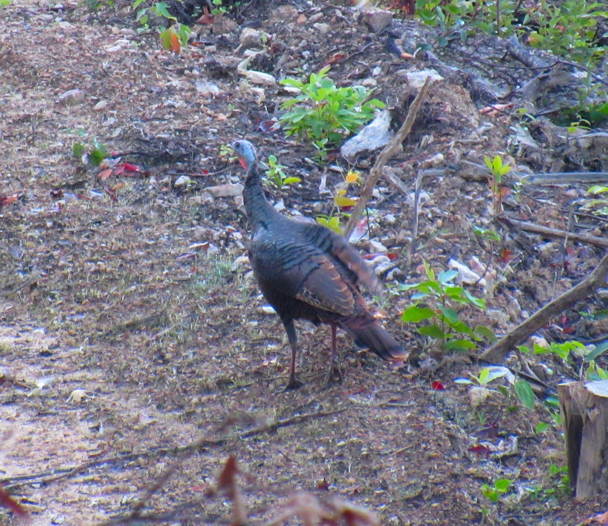 Wild Turkey - ML269937331
