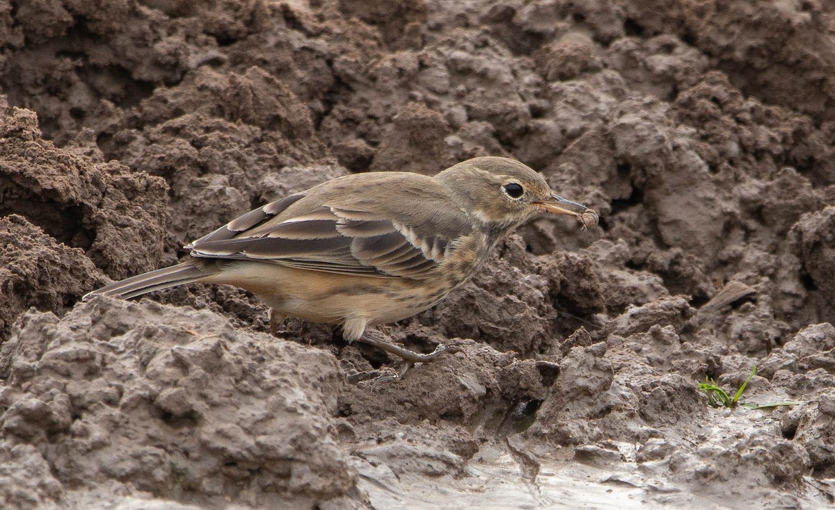 American Pipit - Joel Strong
