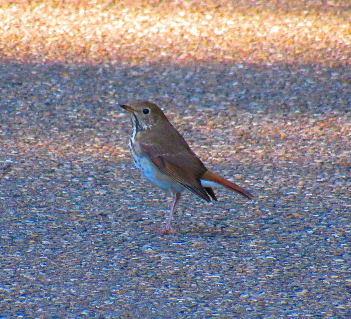 Hermit Thrush - ML269938331