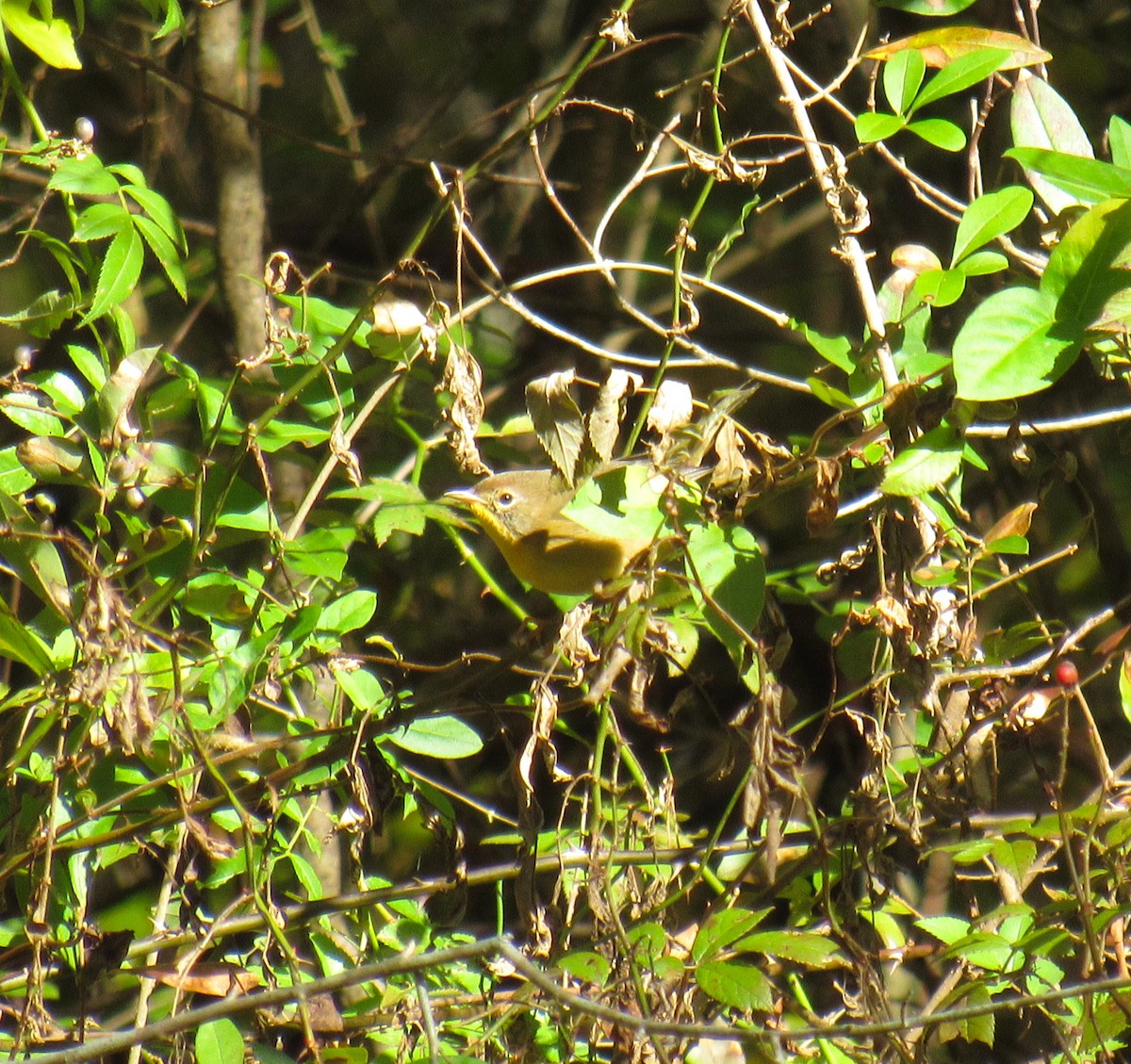 Common Yellowthroat - ML269938471