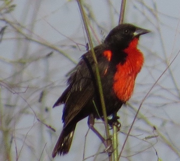 Red-breasted Meadowlark - ML26993871