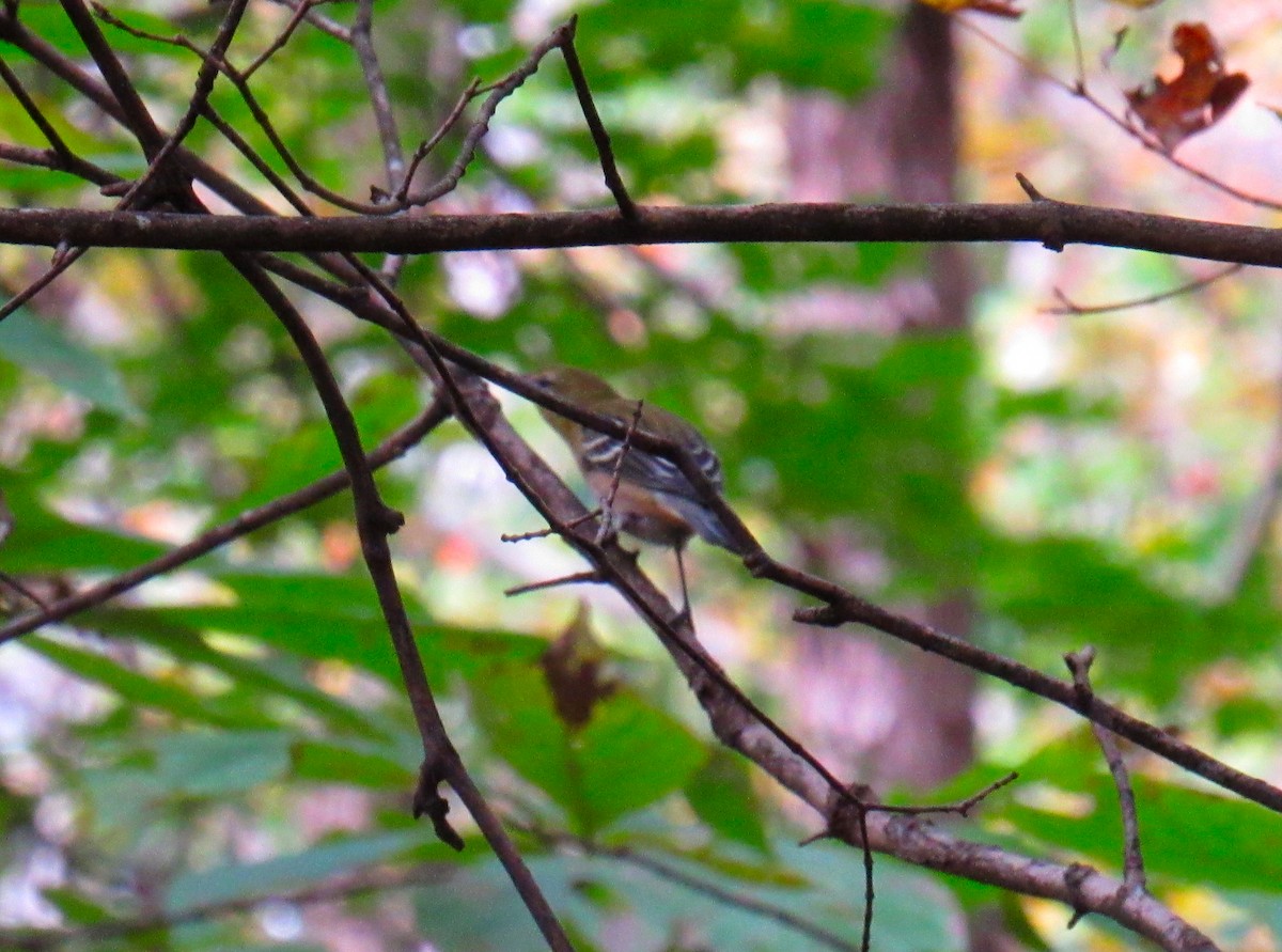 Bay-breasted Warbler - ML269939021