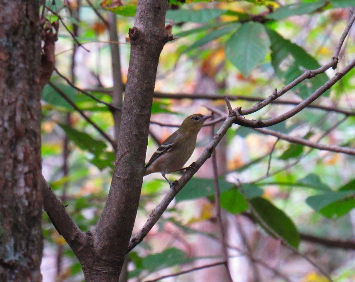 Bay-breasted Warbler - ML269939031