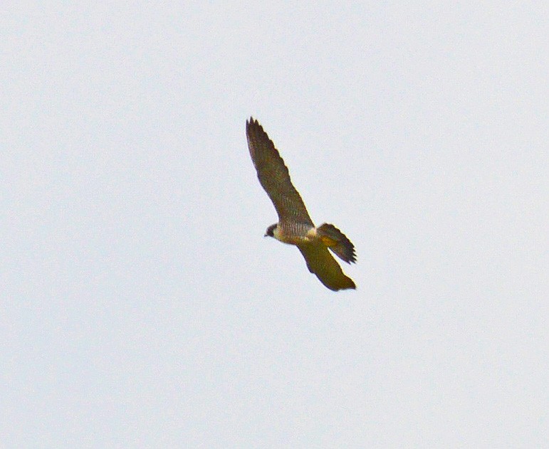 Peregrine Falcon - ML26994131