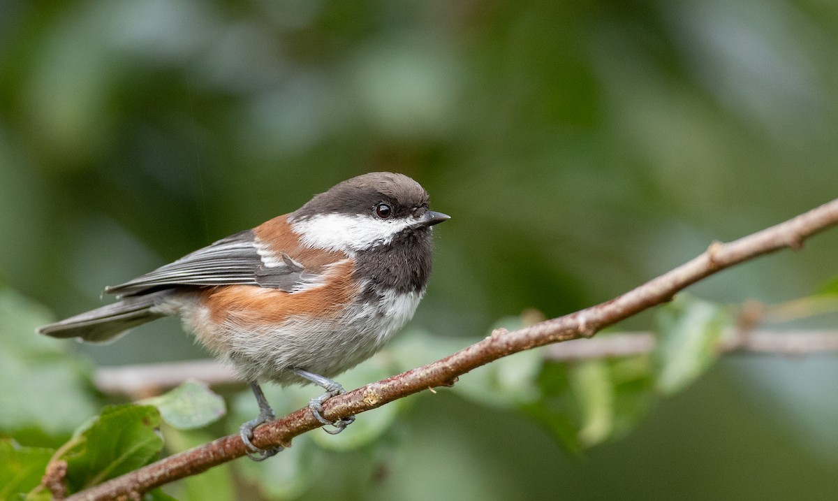 Mésange à dos marron - ML269944521