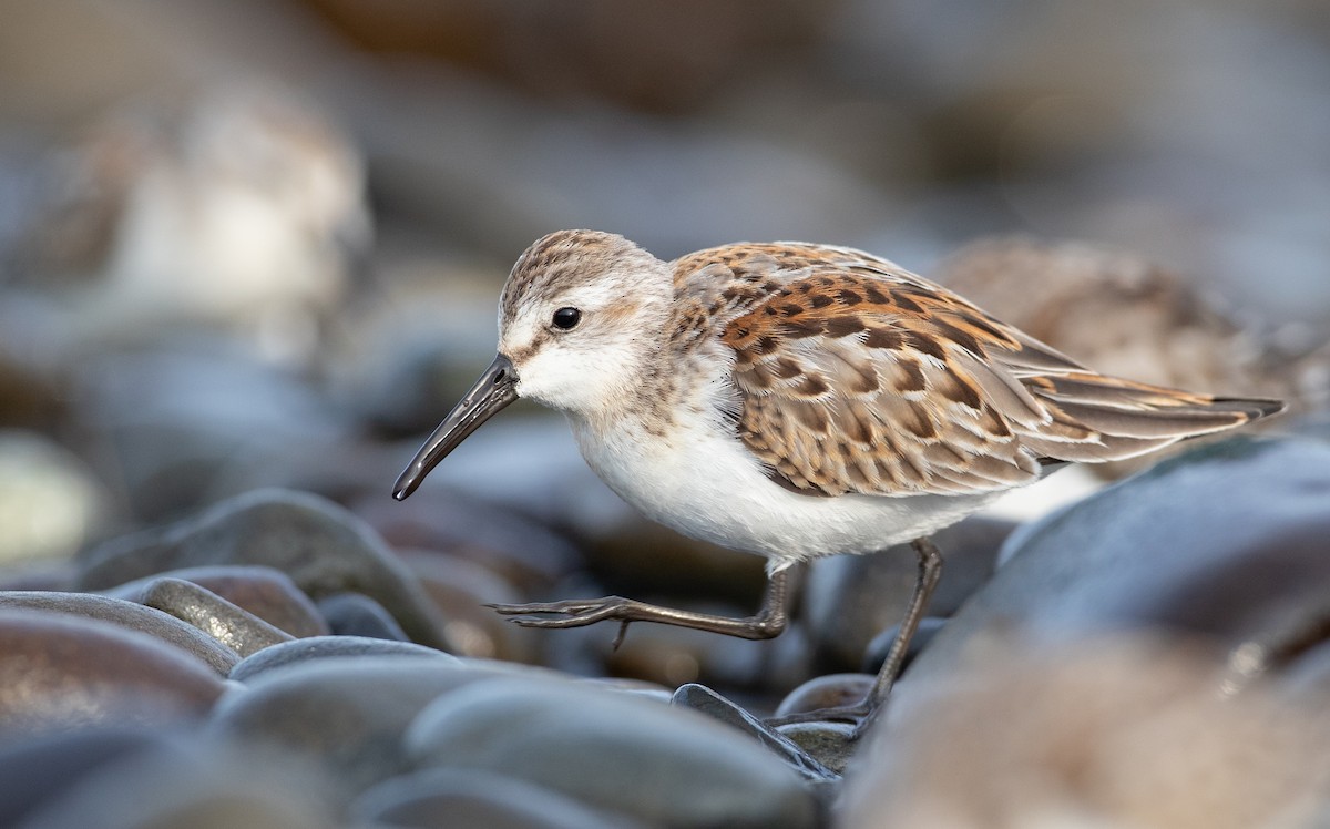 Western Sandpiper - Ian Davies