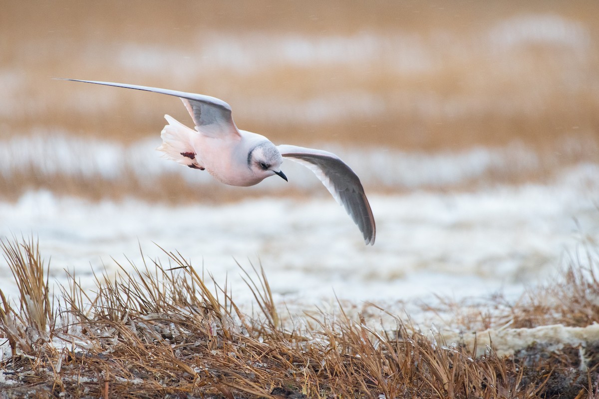 Ross's Gull - ML269945601