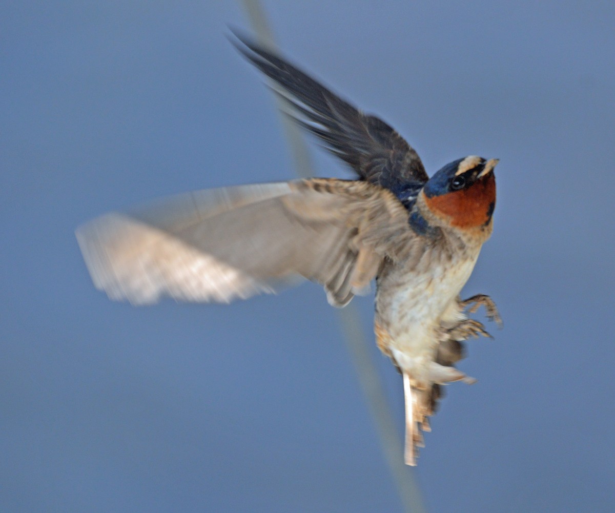 Cliff Swallow - ML26994561