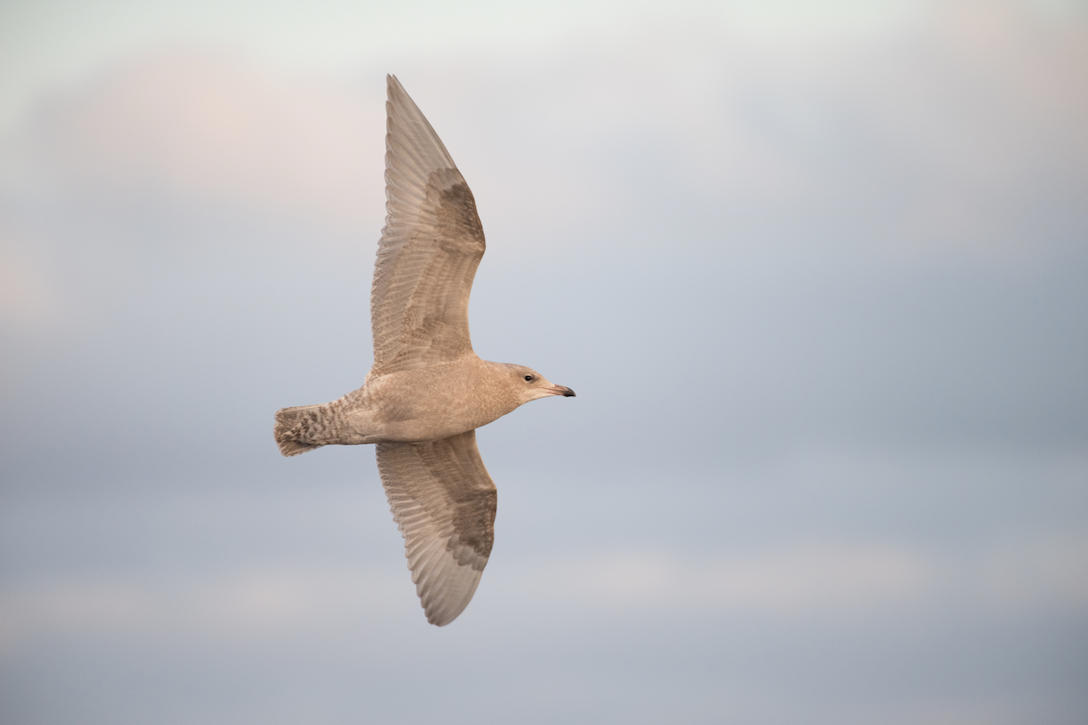 Glaucous Gull - ML269946091