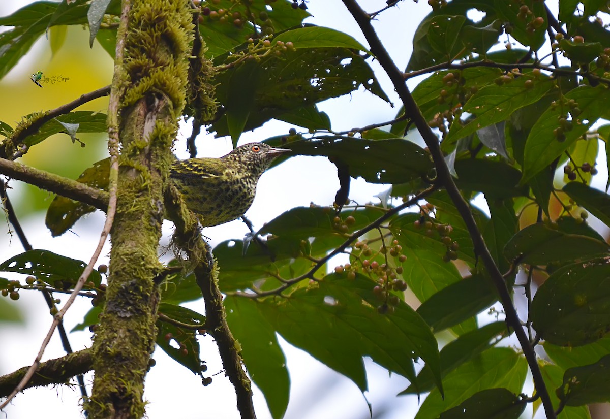 Sharpbill - Jorge Gabriel Campos