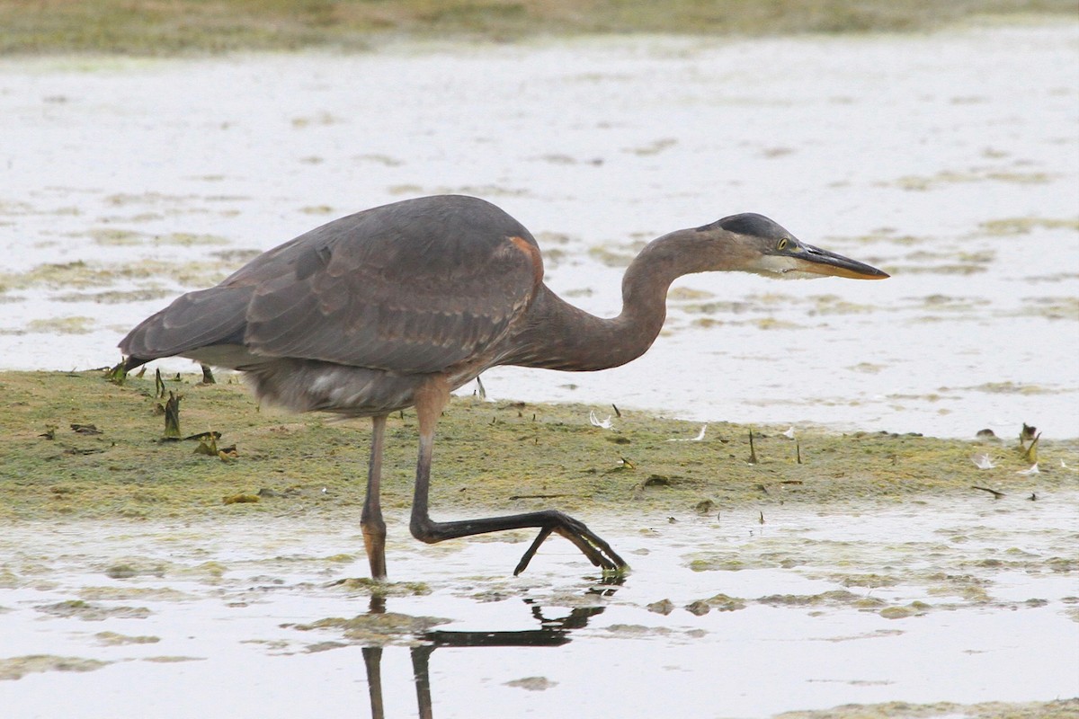 Great Blue Heron - ML269947121