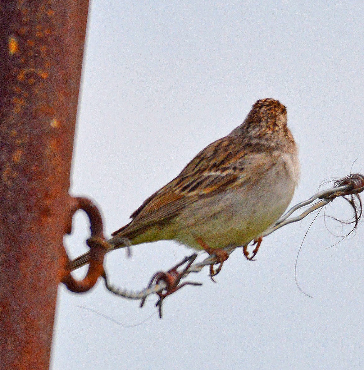 Brewer's Sparrow - Daniel Murphy