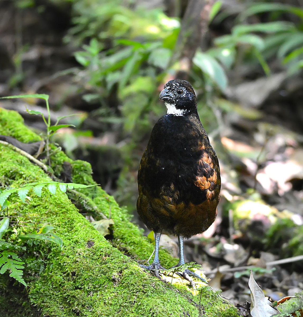 Black-breasted Wood-Quail - ML269947731