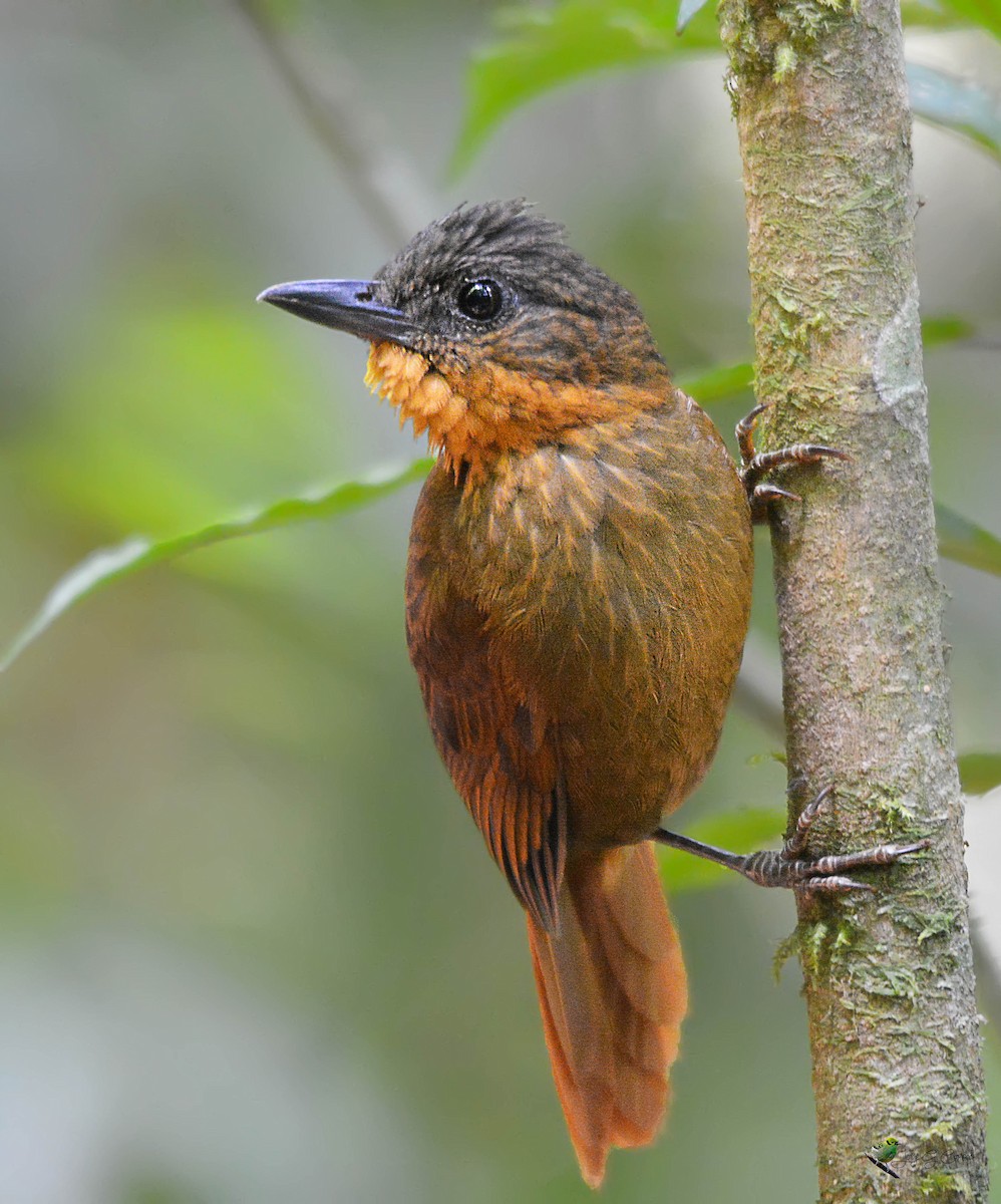 Streak-breasted Treehunter - ML269947931