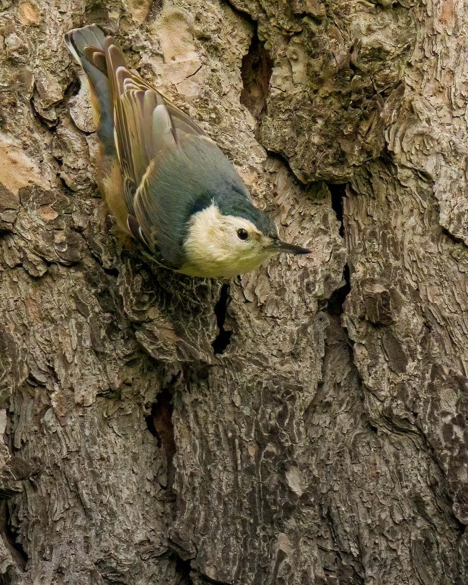 White-breasted Nuthatch - ML269948651