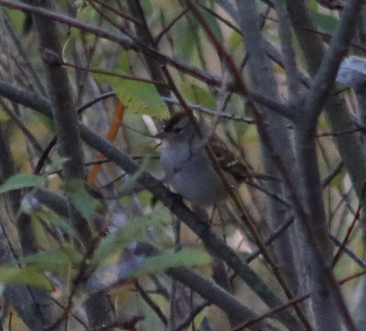 White-crowned Sparrow - ML269948851
