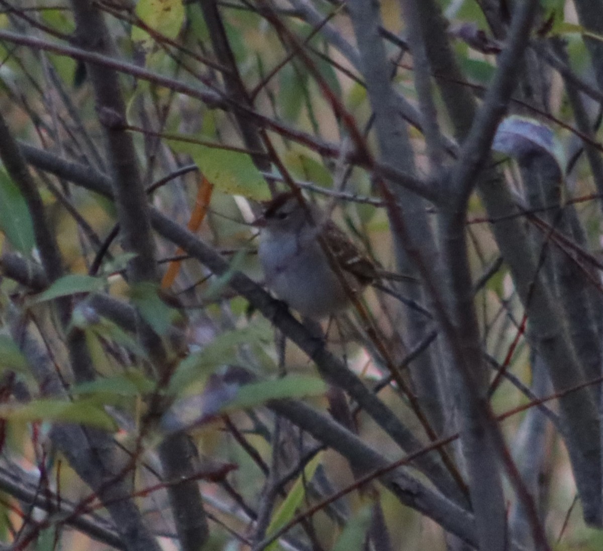 White-crowned Sparrow - Gerald Fix