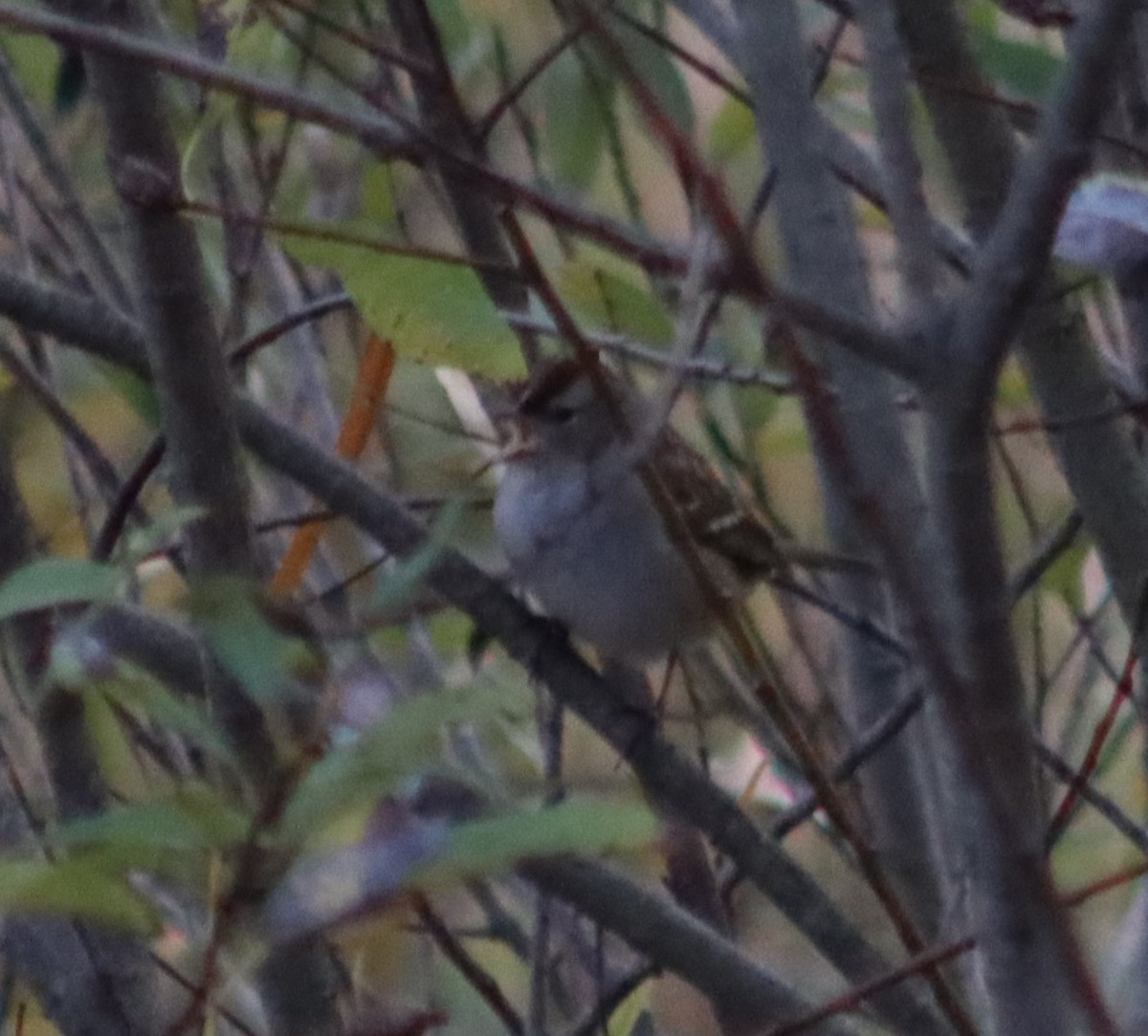 White-crowned Sparrow - ML269948911