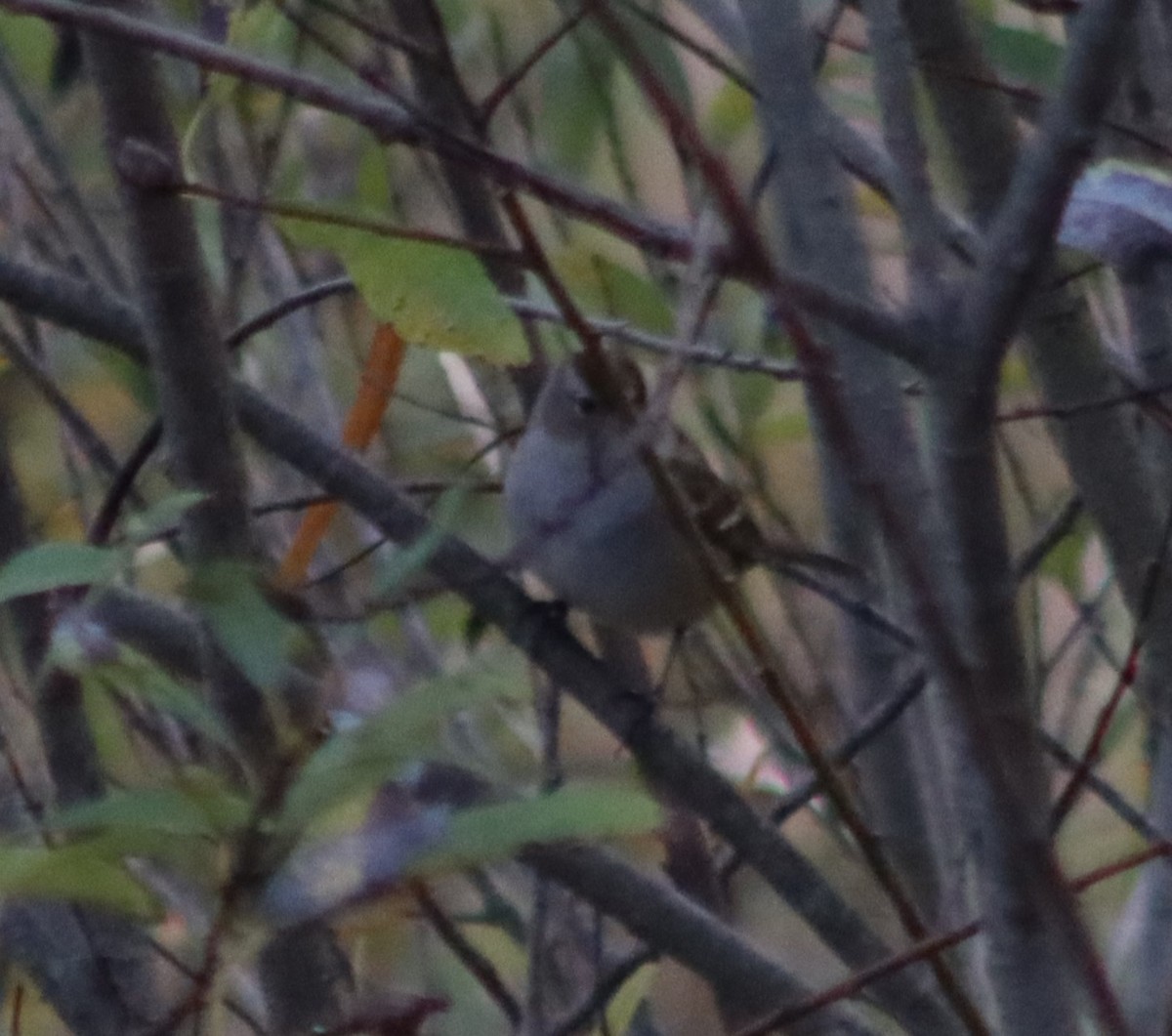 White-crowned Sparrow - ML269948971