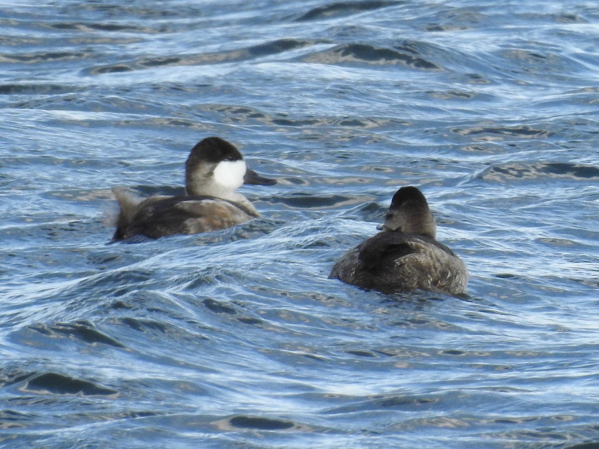 Ruddy Duck - ML269949571