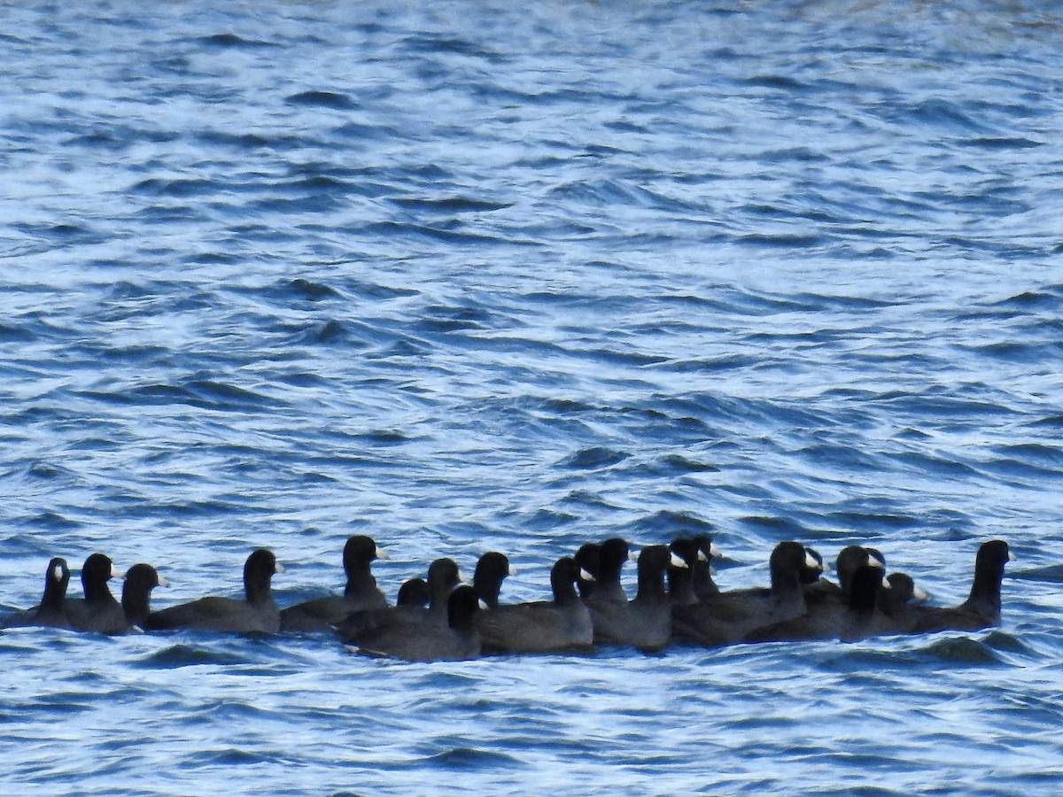 American Coot - ML269949681