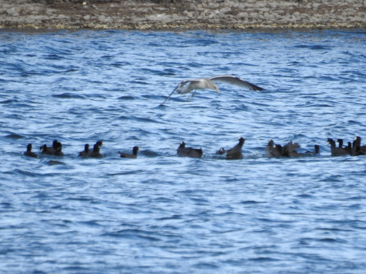 Herring Gull - ML269949751