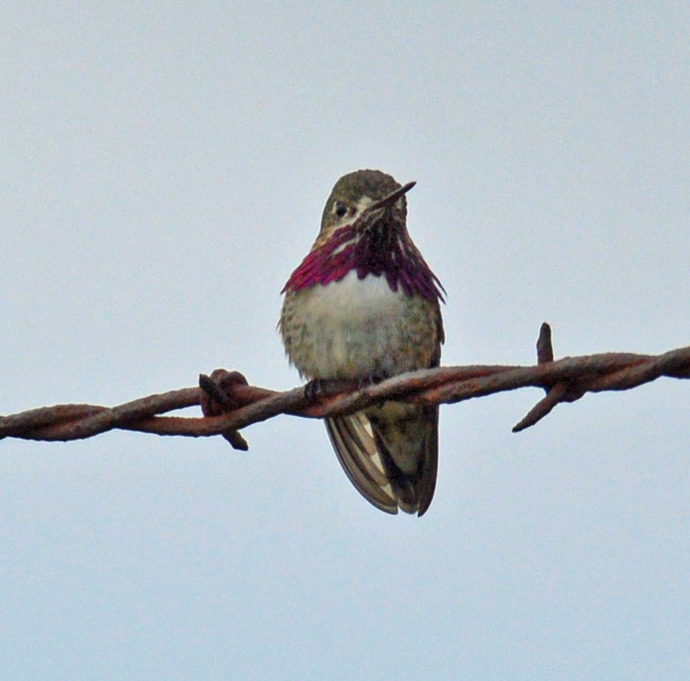 Calliope Hummingbird - ML26995021
