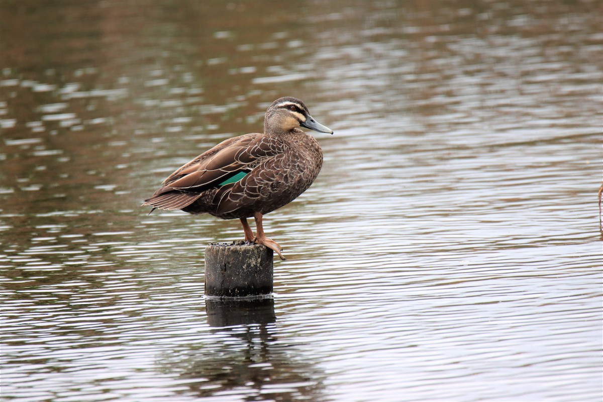 Pacific Black Duck - PHILIP JACKSON