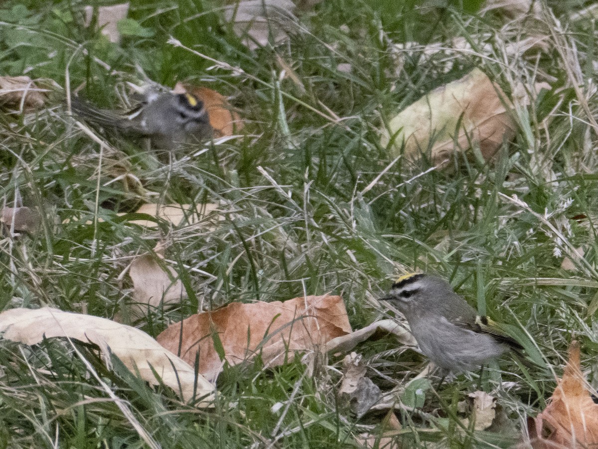 Golden-crowned Kinglet - ML269951451