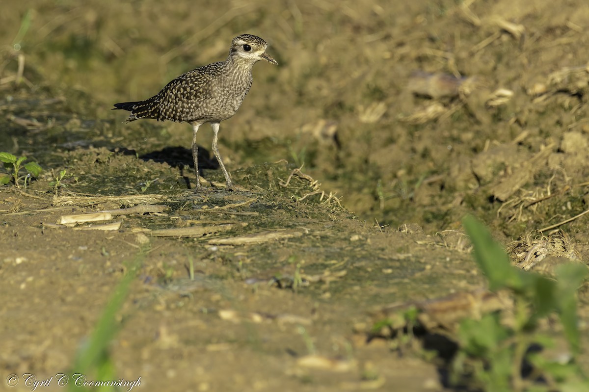 American Golden-Plover - ML269951601