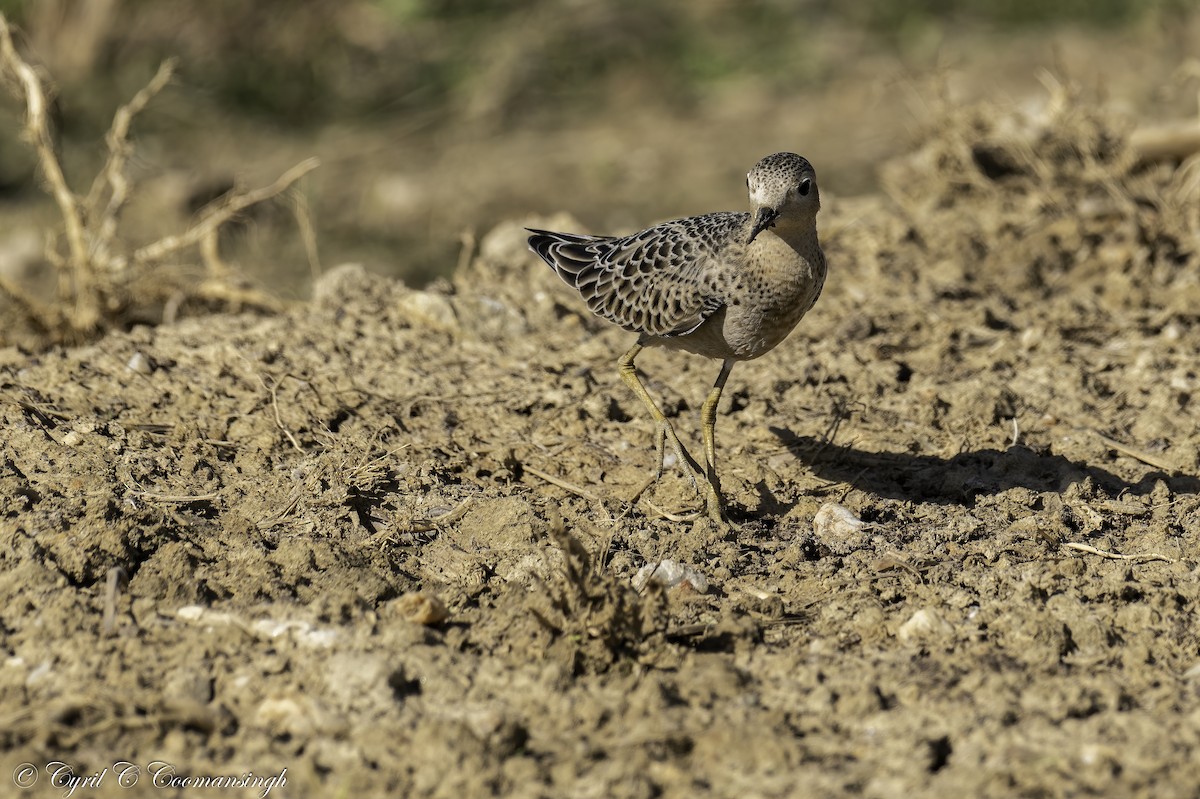 Buff-breasted Sandpiper - ML269951741